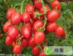 湖南长沙红星水果批发大市场常年（代销）圣女