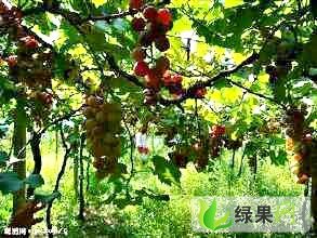 长沙红星市场专业代销葡萄13187007611