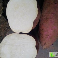 四川雁江广东红薯：临江镇李伯元