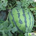 黑龙江双城地雷瓜：朝阳乡许兆勇
