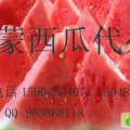 内蒙古科右中旗浅花长瓜：旗牧场红林
