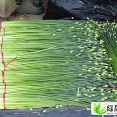 山东莘县韭台：燕店葛广敬