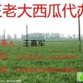 王老大西瓜代办欢迎您！！！
