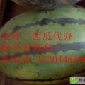 吉林洮南地雷瓜：黑水镇孙洪明