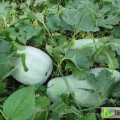 河南 通许县 大量供应冬瓜 价格便宜