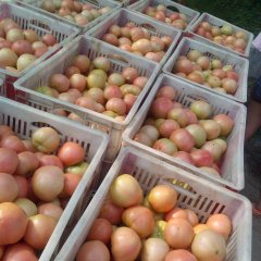 河南夏邑黑猫：车站镇刘永升