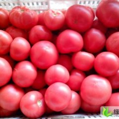 山西应县红色铁头西红柿大量上市