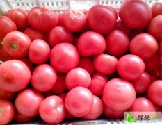 山西应县红色铁头西红柿大量上市