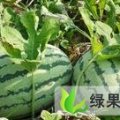 2016年 西瓜行情分析