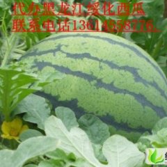 黑龙江北林京欣：红旗乡李岩