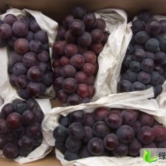 陕西礼泉户太8号：药王洞乡范先生