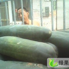 山东滕州子弹头黑皮冬瓜：大坞镇刘近德