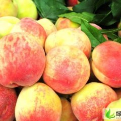 山西盐湖蜜桃：东留村张变过