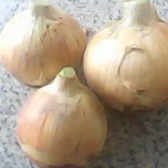 甘肃高台黄皮洋葱：骆驼城王明兵