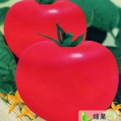 宁夏青铜峡大红硬果西红柿：大坝镇詹怀玉