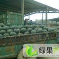 东明黑金刚，龙卷风大量上市中