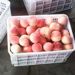 2013山东蒙阴蜜桃7月30日最新报价