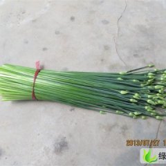 山西运城盐湖区王范乡姚张村韭花韭苔