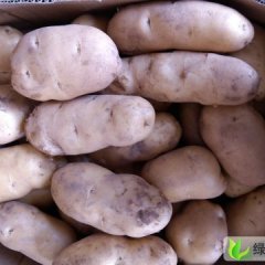 河南开封土豆每斤0.5元。