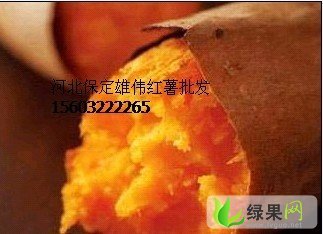 红薯批发-供应