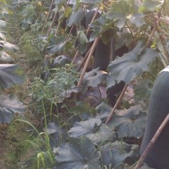 河南郸城钱店镇黑先锋吊冬瓜：魏华