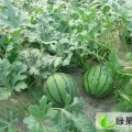 黑龙江北林金城5号：红旗王洪旺