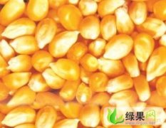 汉川亚卫饲料大量求购玉米大豆