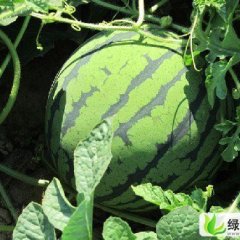 黑龙江北林地雷瓜：红旗乡杨峰