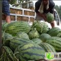 山西定襄西农8号：805贺天庭