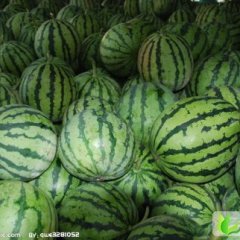 甘肃会宁西瓜：扎子塬焦海