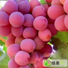 江苏兴化红提：西鲍乡赵经理