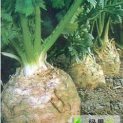 山东平阴根芹：孝直镇尹燕鲁