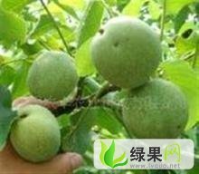 天津青皮核桃：孙各庄孙建立