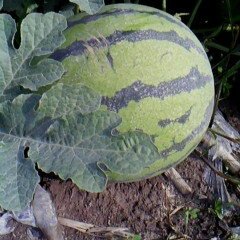 黑龙江绥化西瓜