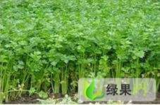禹城市百亩芹菜欲出售
