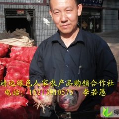 甘肃靖远红皮洋葱：0.22元一斤！