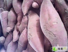 2016开封沙地红薯大量上市
