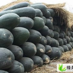 河南郸城铁冠军冬瓜：钱店镇钱立兴