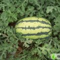 内蒙古乌拉特前旗西农、丰抗：苏独仑王瑞光