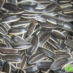 内蒙古满洲里美葵5009葵花：扎来诺孙明明