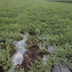 黑龙江友谊大西瓜：黑龙江王先生