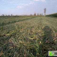 甘肃凉州红皮洋葱：下双乡宁女士