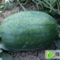 山东冠县冠龙：西瓜批王先生
