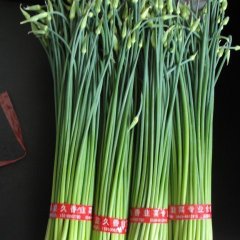 山东莘县韭菜花(青农)：燕店房房孝慈