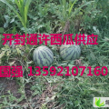 河南通许花皮无籽：玉皇庙娄国强