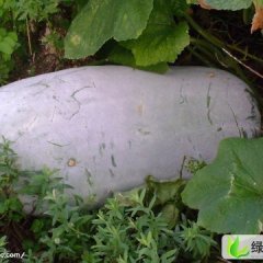 山东金乡铁冠军冬瓜：马集李宪林