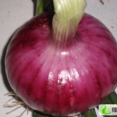 山东昌乐红皮洋葱：鄌郚镇张先生