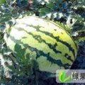 甘肃宁县西瓜上市了~收购商老们快点来赚钱了！