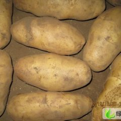 河北围场各品种：朝阳湾丁福祥