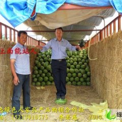 “可以站人”的甘肃高湾西瓜0.8元一斤！